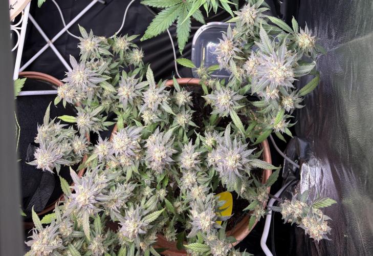 Mandarin Cookies. Week 14