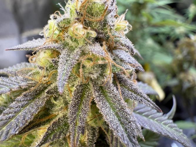 Mandarin Cookies. Week 14