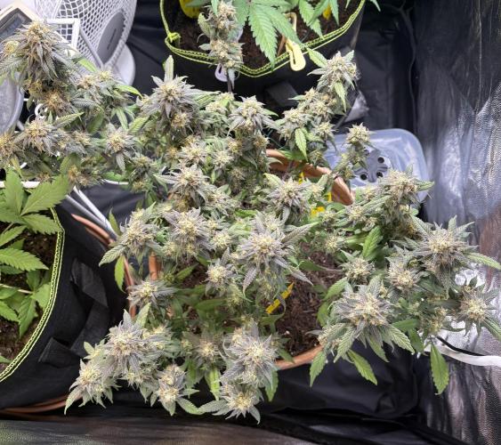 Mandarin Cookies. Week 14