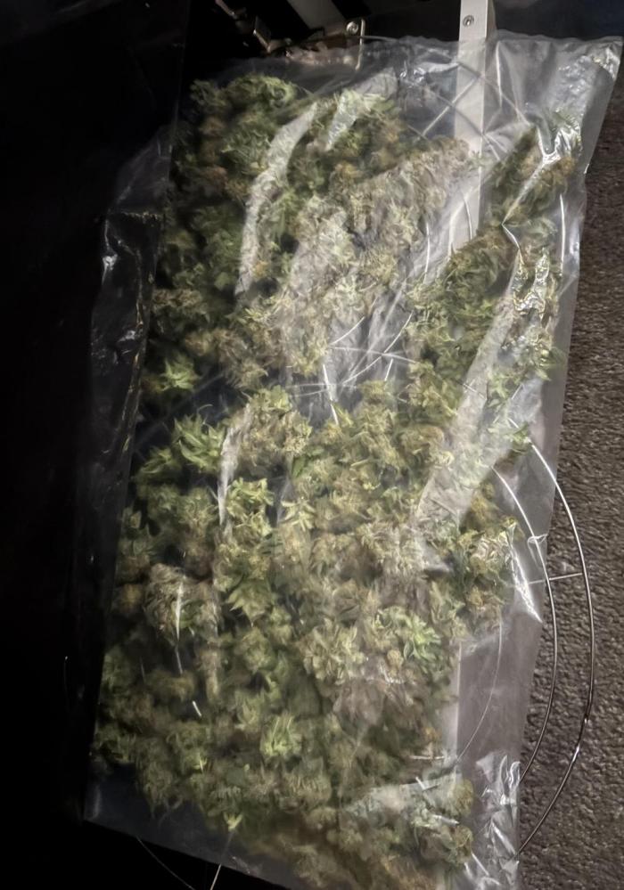 Mandarin Cookies. Week 15