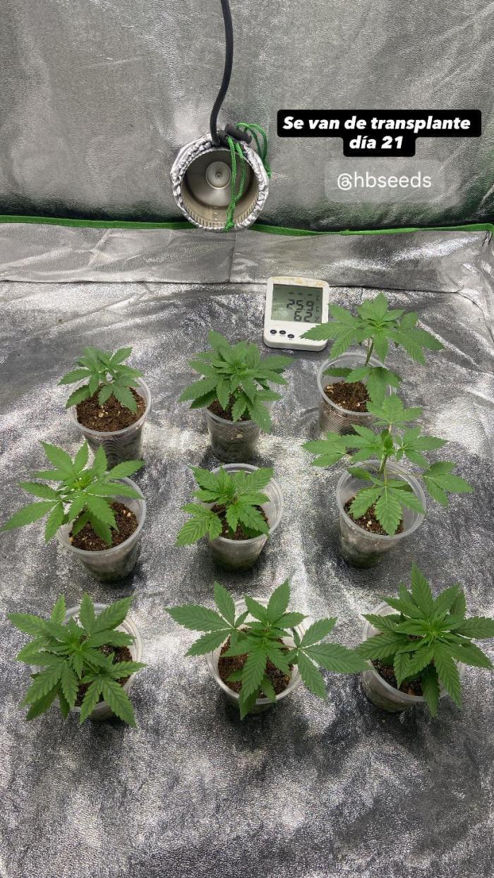 C21 nutrients. Week 0