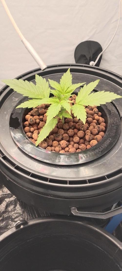 F1 Hyperion 1st Grow Hydro. Week 1