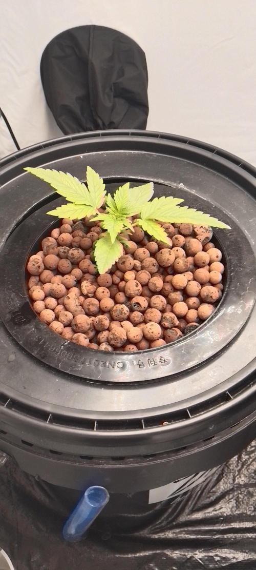 F1 Hyperion 1st Grow Hydro. Week 1