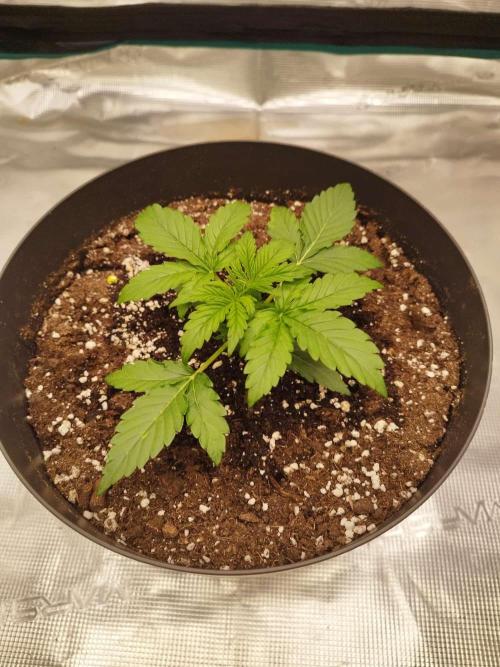 milky way F1 auto free. Week 2