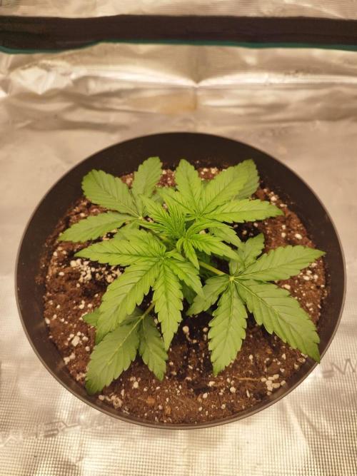 milky way F1 auto free. Week 2