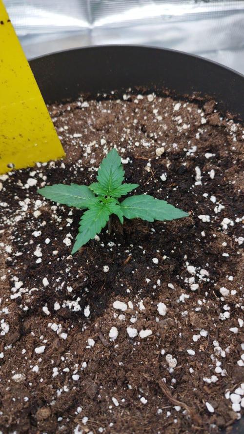 milky way F1 auto free. Week 1