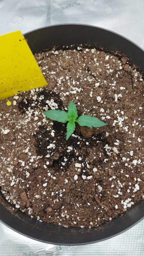 milky way F1 auto free. Week 1