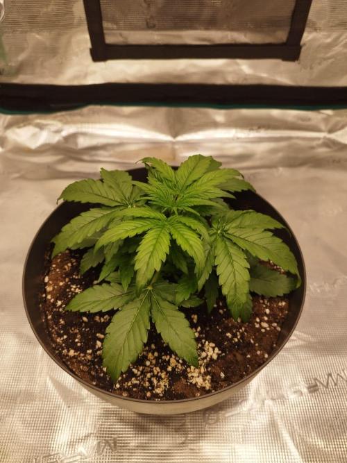 milky way F1 auto free. Week 2 - biomass produktion. no i dont think it was 2 much water ^^