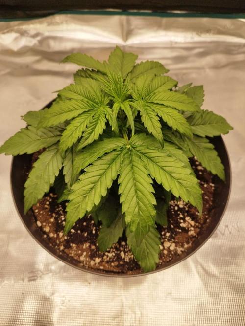 milky way F1 auto free. Week 3