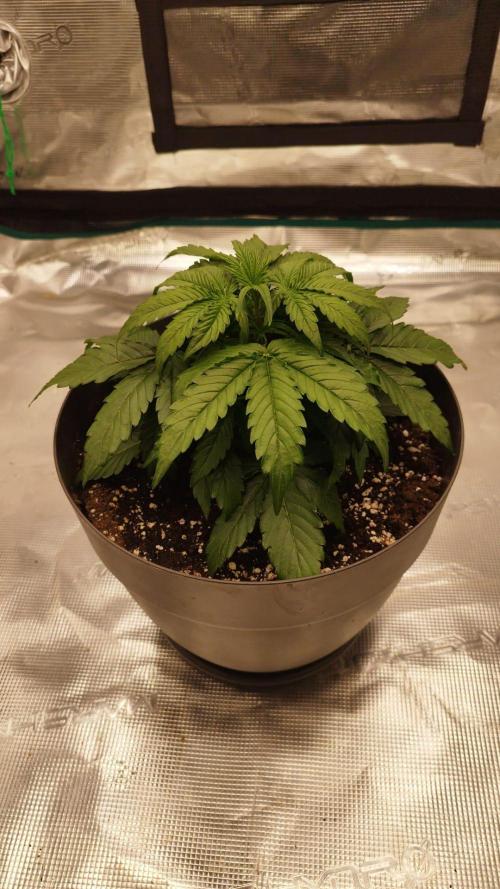 milky way F1 auto free. Week 3