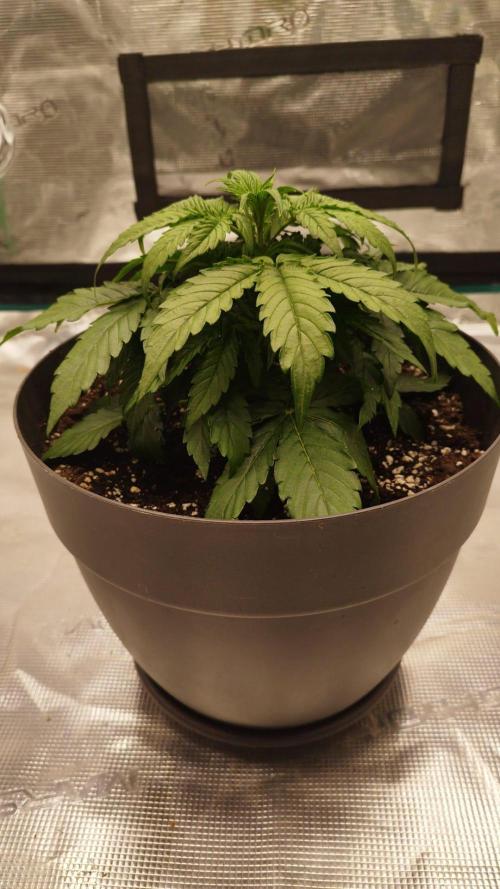 milky way F1 auto free. Week 3