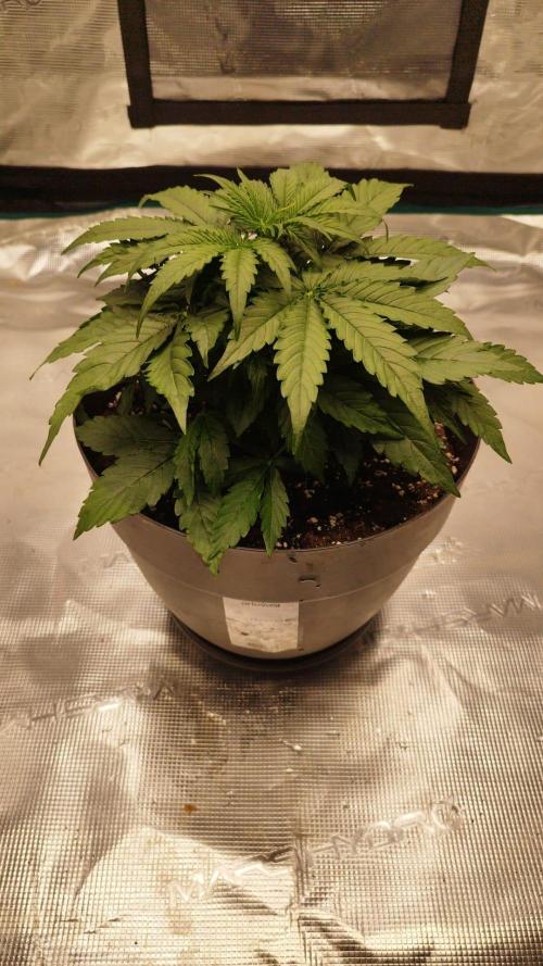 milky way F1 auto free. Week 3