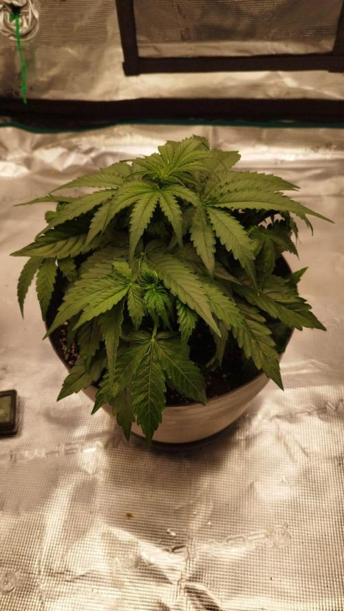 Milky Way F1. Week 4