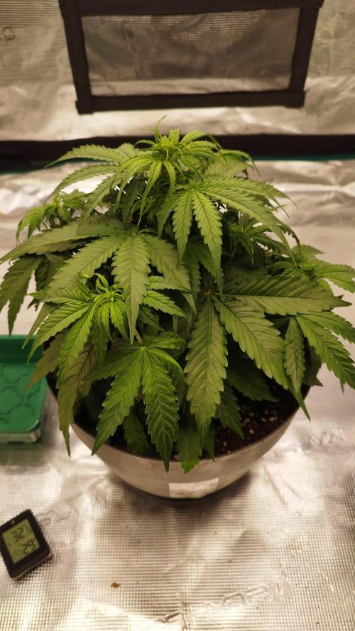 Milky Way F1. Week 4