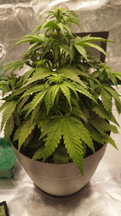 milky way F1 auto free gift - non stress. Week 4 - almost end of the week