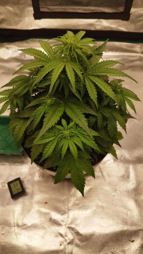 Milky Way F1. Week 4