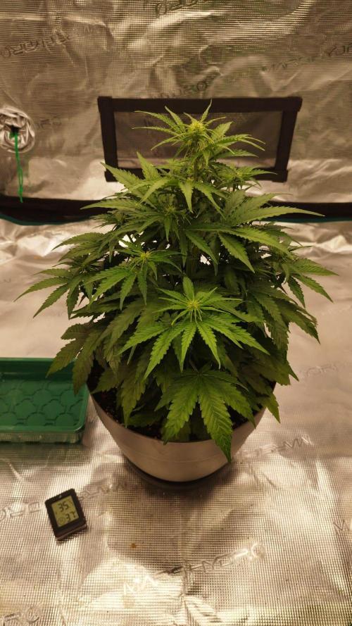Milky Way F1. Week 4