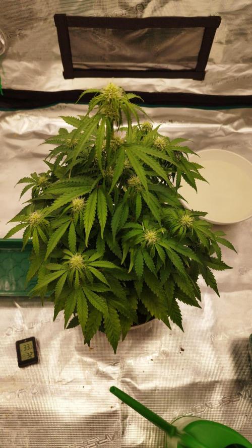milky way F1 auto free gift - non stress. Week 5
