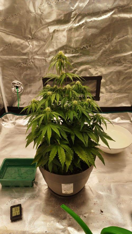 milky way F1 auto free gift - non stress. Week 5