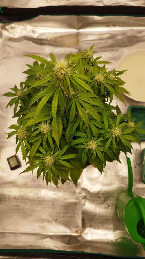 milky way F1 auto free gift - non stress. Week 5