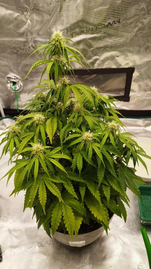 Milky Way F1. Week 5
