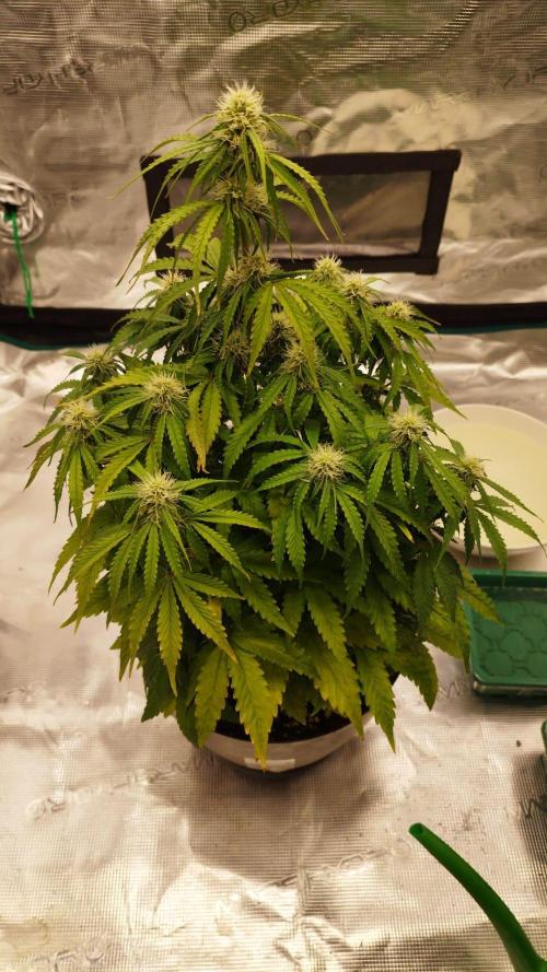 Milky Way F1. Week 6