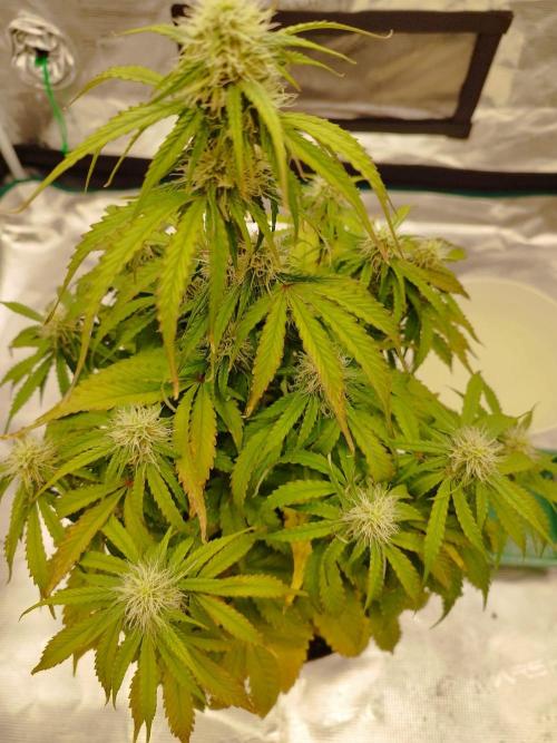 milky way F1 auto free gift - non stress. Week 6