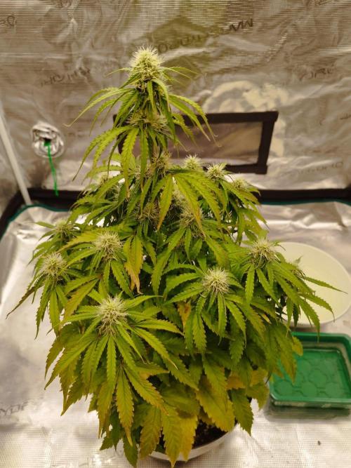 Milky Way F1. Week 6