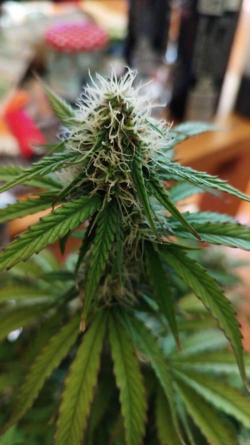milky way F1 auto free gift - non stress. Week 6