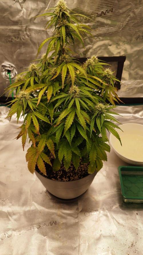 Milky Way F1. Week 6