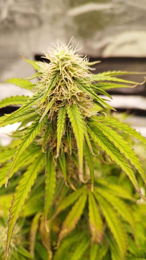 milky way F1 auto free gift - non stress. Week 7