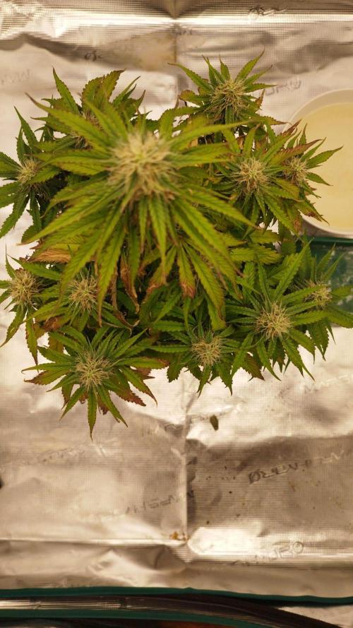 milky way F1 auto free gift - non stress. Week 7