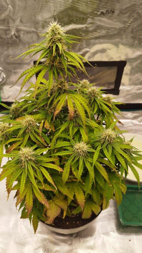 Milky Way F1. Week 7