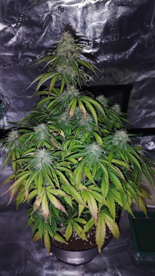 milky way F1 auto free gift - non stress. Week 7