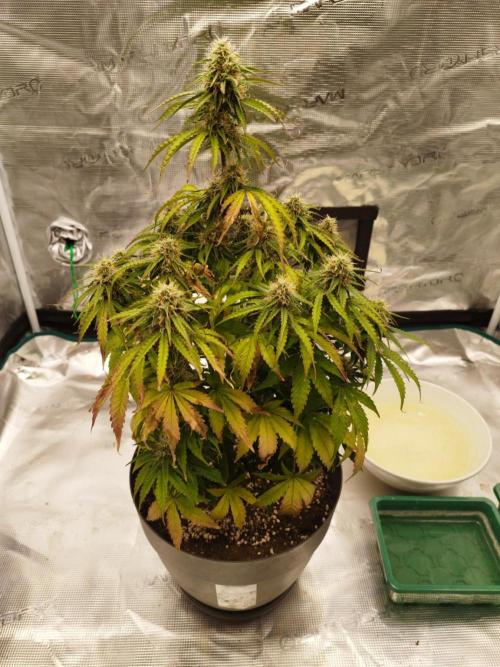 milky way F1 auto free gift - non stress. Week 7