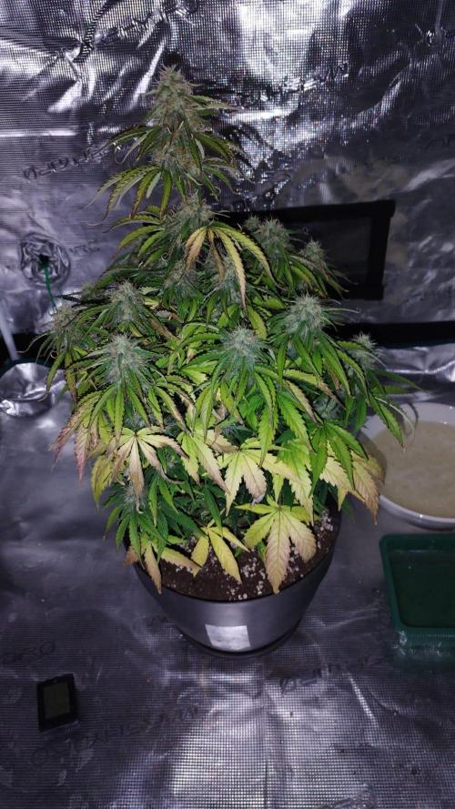 milky way F1 auto free gift - non stress. Week 7 - trying my best :/