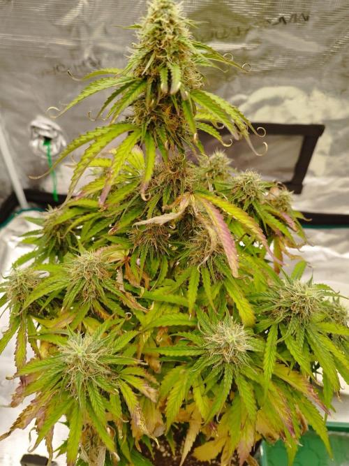 milky way F1 auto free gift - non stress. Week 7