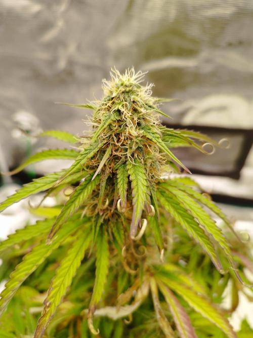 milky way F1 auto free gift - non stress. Week 7