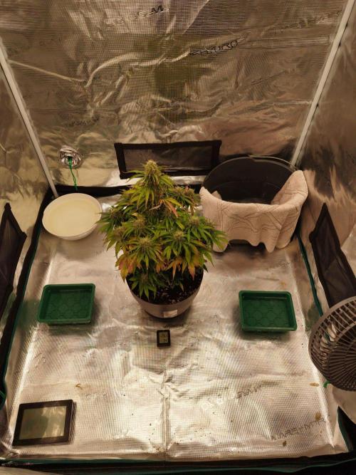 milky way F1 auto free gift - non stress. Week 7