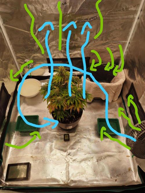 milky way F1 auto free gift - non stress. Week 7