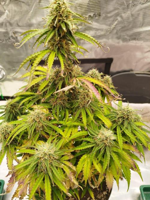 milky way F1 auto free gift - non stress. Week 8