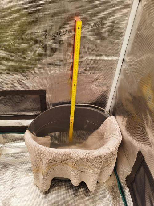 milky way F1 auto free gift - non stress. Week 8
