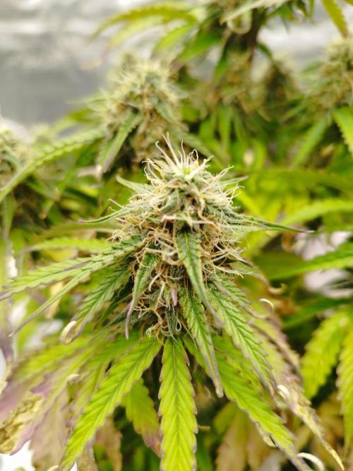 Milky Way F1. Week 8