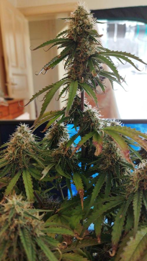 milky way F1 auto free gift - non stress. Week 8