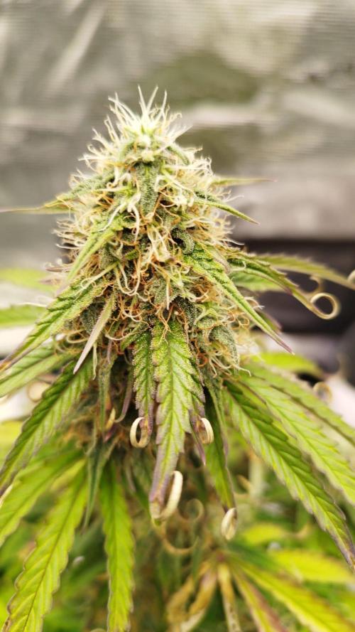 milky way F1 auto free gift - non stress. Week 8
