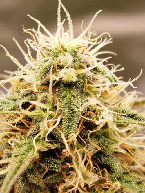 milky way F1 auto free gift - non stress. Week 8 - 23.7.