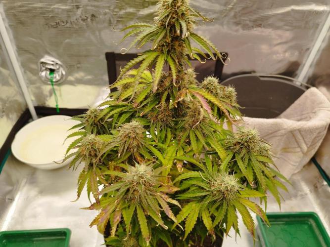 milky way F1 auto free gift - non stress. Week 8 - 23.7.