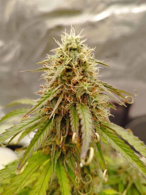 milky way F1 auto free gift - non stress. Week 8 - 23.7.