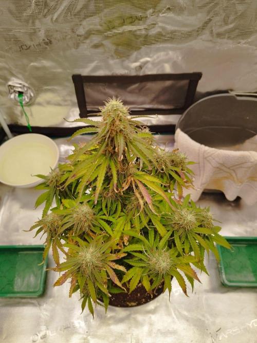 milky way F1 auto free gift - non stress. Week 8 - 23.7.