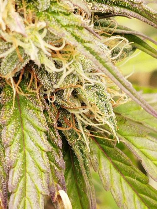 milky way F1 auto free gift - non stress. Week 8 - 23.7.